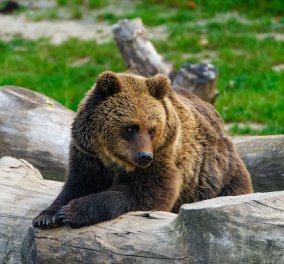70χρονος Γάλλος κυνηγός σκότωσε καφέ αρκούδα που του επιτέθηκε - τον βρήκαν αιμόφυρτο  - Κυρίως Φωτογραφία - Gallery - Video
