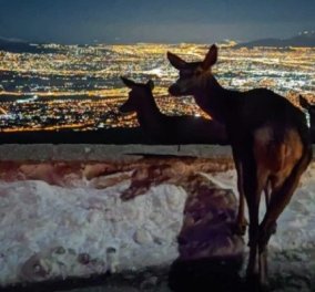 Το υπέροχο κλικ που κάνει τον γύρο του διαδικτύου - ελάφια κοιτούν τη νυχτερινή Αθήνα από την χιονισμένη Πάρνηθα - Κυρίως Φωτογραφία - Gallery - Video
