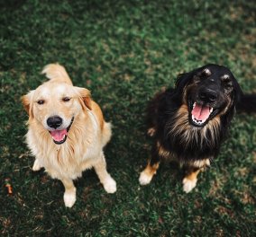 Εκπαιδεύουν σκύλους για να μυρίζουν τον Cocid-19 - Tο ζήτησαν oι μουσικοί για να ξεκινήσουν οι συναυλίες - Κυρίως Φωτογραφία - Gallery - Video
