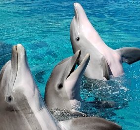 Τα δελφίνια έχουν κλειτορίδα και οργασμούς - κάνουν σεξ από έρωτα & όχι για αναπαραγωγή - Κυρίως Φωτογραφία - Gallery - Video