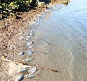 370.000 ψάρια νεκρά από το κρύο: Θλιβερό το θέαμα στη λιμνοθάλασσα Δρεπάνου (φωτό & βίντεο) - Κυρίως Φωτογραφία - Gallery - Video