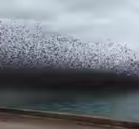 «Μαύρισε» ο ουρανός από τα πουλιά στο Ρίο - όταν η φύση δημιουργεί εντυπωσιακές εικόνες - δείτε το βίντεο - Κυρίως Φωτογραφία - Gallery - Video