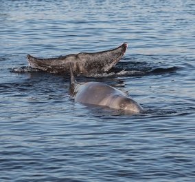 Σαλαμίνα: Νεκρή εντοπίστηκε η φάλαινα του Αλίμου - Θα διενεργηθεί νεκροψία-νεκροτομή - Κυρίως Φωτογραφία - Gallery - Video