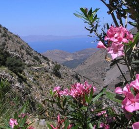 Good news: Στην Κρήτη σε φαράγγι 3χλμ δημιουργήθηκε το πρώτο βοτανικό μονοπάτι - Σε 48 πινακίδες τα 80 βότανα & λουλούδια που θεραπεύουν (φωτό)  - Κυρίως Φωτογραφία - Gallery - Video