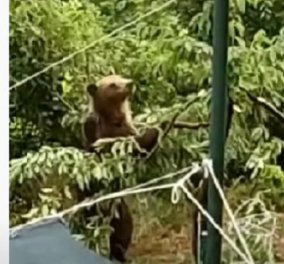 Καστοριά: Δείτε το βίντεο με την λαίμαργη αρκούδα - κάνει μέχρι και «μονόζυγο» για να φάει τα κεράσια! - Κυρίως Φωτογραφία - Gallery - Video