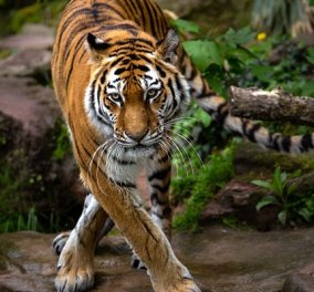 Άλλος για Μύκονο; Λιοντάρια και τίγρεις εντοπίστηκαν να ταξιδεύουν για το κοσμοπολίτικο νησί; (φωτό & βίντεο)