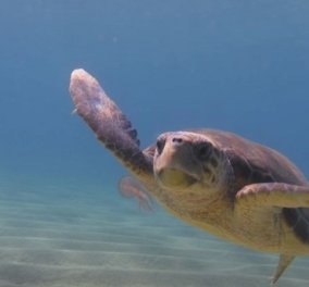 Αυτό το βίντεο πρέπει να το δείτε - Η θαλάσσια χελώνα καταβροχθίζει μέδουσες  - Κυρίως Φωτογραφία - Gallery - Video