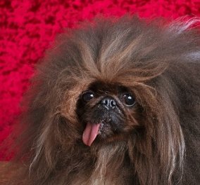 «Καλλιστεία» σκύλων: Αυτός είναι ο νικητής, ο πιο άσχημος στον κόσμο - Λοφιοφόρος 17 ετών (βίντεο)