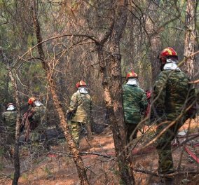 Σχεδόν 15.000 στρέμματα έχουν καεί στη Δαδιά από την φωτιά - Στυλιανίδης: «Να σωθεί το Εθνικό Πάρκο» (βίντεο) - Κυρίως Φωτογραφία - Gallery - Video