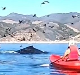 Βίντεο θρίλερ: Φάλαινα-τέρας κατάπιε 2 γυναίκες που έκαναν καγιάκ - Το συμβάν κατέγραψαν οι λουόμενοι από την ακτή - Κυρίως Φωτογραφία - Gallery - Video