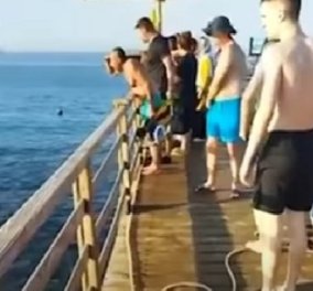 Βίντεο - σοκ από θέρετρο της Αιγύπτου: Καρχαρίας κατασπάραξε τουρίστρια - η 68χρονη βγήκε από το νερό & πέθανε στο ασθενοφόρο - Κυρίως Φωτογραφία - Gallery - Video