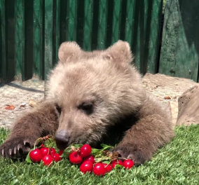 Γνωρίστε τον Θωμά: Το ορφανό αρκουδάκι από τη Φλώρινα που τρώει κεράσια & το απολαμβάνει (βίντεο) - Κυρίως Φωτογραφία - Gallery - Video