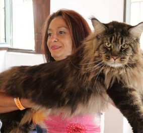 Η μακρύτερη γάτα του κόσμου με μήκος 1.2 μέτρων - Ο Μπαριβέλ είναι ήσυχος, ντροπαλός και με ρεκόρ Γκίνες! (φωτό & βίντεο) - Κυρίως Φωτογραφία - Gallery - Video