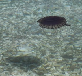 Μυριάδες μέδουσες διασχίζουν τα νερά της Χαλκίδας -Δείτε σπάνιες εικόνες(βίντεο) - Κυρίως Φωτογραφία - Gallery - Video