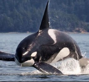 Σπαρακτικό βίντεο: Φάλαινα χτυπιέται στο τζάμι του ενυδρείου μετά από 12 χρόνια απομόνωσης  - Κυρίως Φωτογραφία - Gallery - Video