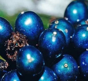 Μπλε μούρο από μάρμαρο! - Αυτό είναι το σπανιότερο και φωτεινότερο φρούτο από τα βάθη της Αφρικής