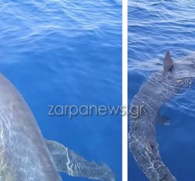 Τολμηροί ψαράδες στα Κύθηρα: Καρχαρίας 3 μέτρα τους έκανε….. παρέα & εκείνοι τον τάισαν γαρίδες, τον χάιδεψαν (βίντεο) - Κυρίως Φωτογραφία - Gallery - Video