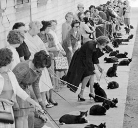 Vintage pics: Όταν 152 μαύρες γάτες… στήθηκαν στην ουρά για να περάσουν οντισιόν για το «Tales of Terror»