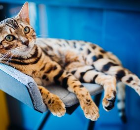 Γάτες - οι καλύτερες φίλες του ανθρώπου: Μπορούν να καταλάβουν αν τους μιλάει το «αφεντικό» τους ή κάποιος άλλος - Κυρίως Φωτογραφία - Gallery - Video