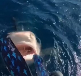 Απίστευτο βίντεο: Επαγγελματίας δύτρια έρχεται σε απόσταση αναπνοής με καρχαρία - Παραλίγο να της δαγκώσει το πόδι  - Κυρίως Φωτογραφία - Gallery - Video