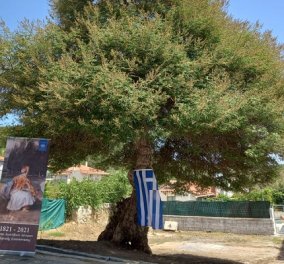 Good news: Κληρονομιά της UNESCO το Δίκτυο Αιωνόβιων Δέντρων Ελληνικής Επανάστασης - Η υποψηφιότητα & οι φωτό των υπέροχων δέντρων  - Κυρίως Φωτογραφία - Gallery - Video