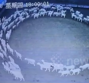 Δείτε το βίντεο από μια στάνη στην Κίνα - Τα πρόβατα περιέργως γυρίζουν σε απόλυτο κύκλο επί 12 ημέρες & νύχτες  - Κυρίως Φωτογραφία - Gallery - Video