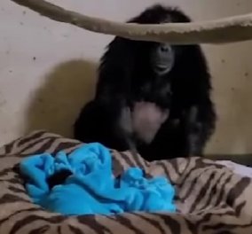 Το βίντεο της ημέρας: Μαμά χιμπατζής ξανασμίγει με το νεογέννητό της - Η συγκινητική στιγμή που το παίρνει στην αγκαλιά της