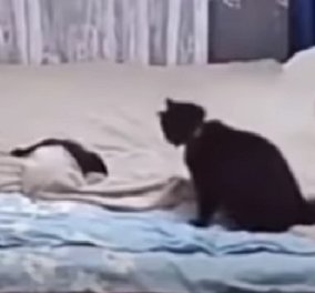 Δείτε το χαριτωμένο βίντεο: Η γάτα μαλώνει το γατάκι της που ξέστρωσε το κρεβάτι και μετά το στρώνει μόνη της