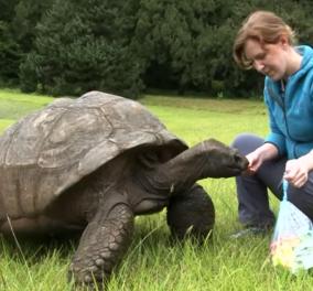 Lets party ! Ο Τζόναθαν η γηραιότερη χελώνα στον κόσμο έκλεισε τα 190 & ετοίμασαν 3ημερο εορτασμό (βίντεο)