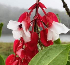 Tagimoucia: ένα από τα πιο σπάνια λουλούδια στον κόσμο! - Φύεται μόνο στο Ταβεούνι, το τρίτο μεγαλύτερο νησί των Φίτζι - Κυρίως Φωτογραφία - Gallery - Video