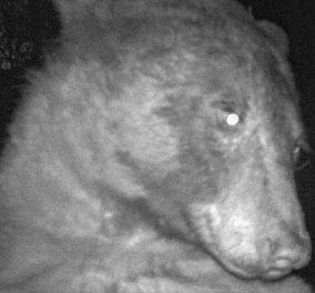 Κολοράντο: Αρκούδα… diva! Στήθηκε μπροστά στην κάμερα και έβγαλε 400 selfies - Δείτε φωτό & βίντεο