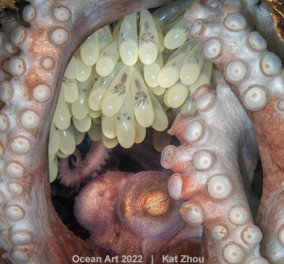 Διαγωνισμός υποβρύχιας φωτογραφίας - «μαμά χταπόδι» η καλύτερη υποβρύχια φωτογραφία του 2022