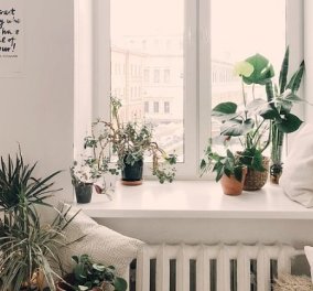 Ο Σπύρος Σούλης μας συμβουλεύει: 3 Φυτά για το υπνοδωμάτιο που θα σας χαρίσουν τον καλύτερο ύπνο! - Κυρίως Φωτογραφία - Gallery - Video