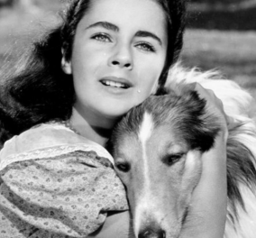 Elizabeth Taylor: Lassie come home - Αυτή ήταν η πρώτη ταινία που έπαιξε η διάσημη κακομαθημένη ηθοποιός μόλις 11 ετών - Δείτε το ιστορικό!  - Κυρίως Φωτογραφία - Gallery - Video