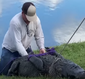 ΗΠΑ: 85χρονη προσπάθησε να σώσει το σκύλο της από τα δόντια του αλιγάτορα - Τελικά την κατασπάραξε (βίντεο) - Κυρίως Φωτογραφία - Gallery - Video