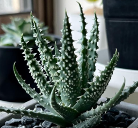 5 φυτά που καθαρίζουν την ατμόσφαιρα μέσα στο σπίτι - απορροφούν βλαβερές για την υγεία ουσίες