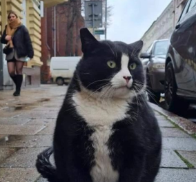 Γνωρίστε τον Gacek, τον πιο χοντρό γάτο της Πολωνίας - Προσελκύει χιλιάδες τουρίστες κάθε μέρα (φωτό)