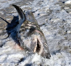 Μασαχουσέτη: Ξεβράστηκε στις ακτές νεκρός καρχαρίας – Το παράδοξο; Ήταν κατεψυγμένος (φωτό) - Κυρίως Φωτογραφία - Gallery - Video