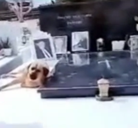 Συγκινητικό βίντεο: Σκυλί στην Κρήτη δεν εγκαταλείπει το αφεντικό του – Είναι κάθε μέσα πάνω στον τάφο του, δείτε το - Κυρίως Φωτογραφία - Gallery - Video