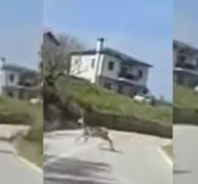 Όταν ξαφνικά ένα ελάφι δρασκελίζει τον δρόμο στην Ραψάνη της Λάρισας - Δείτε το βίντεο με το πανέμορφο γρήγορο ζωάκι
