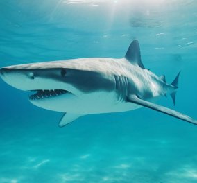 Η.Π.Α.: Η 13χρονη Έλα έδωσε μπουνιά κι απέκρουσε τα σαγόνια του καρχαρία! - Κυρίως Φωτογραφία - Gallery - Video