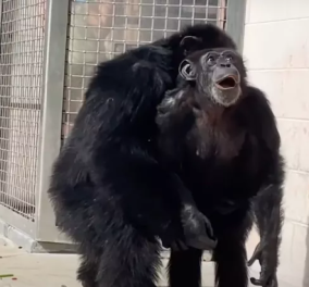 Συγκινητικό βίντεο: Η στιγμή που η «Βανίλα», ένας 29χρονος θηλυκός χιμπατζής, βλέπει τον ουρανό για πρώτη φορά