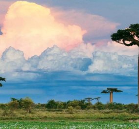 Καλοκαίρι στην Μαδαγασκάρη: Λεμούριοι, πανύψηλα δέντρα Μπαομπάμ, τροπικά δάση, κολύμπι & καταδύσεις - Ένα ταξίδι όνειρο  
