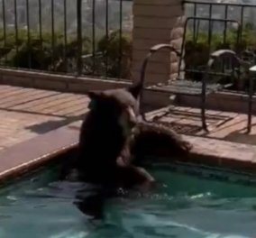Δείτε το βίντεο με την αρκούδα να δροσίζεται στην μικρή πισίνα - Έσκασε από την ζέστη και η ιδιοκτήτρια του σπιτιού κάλεσε την αστυνομία