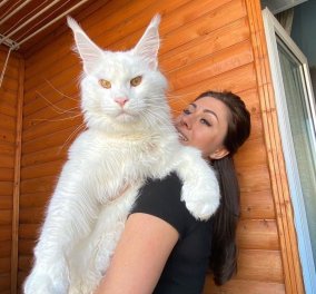 Γνωρίστε τον Kefir! Ο γάτος που ζυγίζει πάνω από 30 κιλά & έχει 72 χιλιάδες followers (φωτό - βίντεο) - Κυρίως Φωτογραφία - Gallery - Video