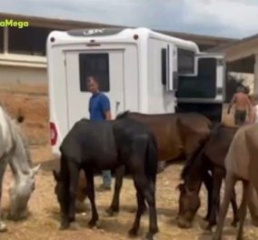 100 ελεύθερα άλογα στον Υμηττό: Ωραία εικόνα αν δεν προκαλούσαν τροχαίο - Τι ακριβώς συνέβη
