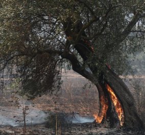 Φωτιά στον Έβρο: Μάχη με τις φλόγες για 12η μέρα - Οικολογική και οικονομική καταστροφή - Η μεγαλύτερη πυρκαγιά της ΕΕ - Κυρίως Φωτογραφία - Gallery - Video
