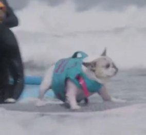 Καλιφόρνια: Σκύλοι σέρφερς «δαμάζουν τα κύματα» - Δείτε το απολαυστικό βίντεο