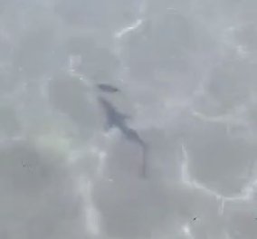 Καρχαρίας στη Σαλαμίνα: Σπάνιο στιγμιότυπο με το μωρό που έκοβε βόλτα ανάμεσα στους λουόμενους (βίντεο) - Κυρίως Φωτογραφία - Gallery - Video