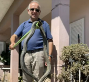 Φίδι 2,5 μέτρων σε αυλή σπιτιού στον Παλαμά: Ευτυχώς είναι Λαφιάτης, μη-δηλητηριώδες (φωτό)